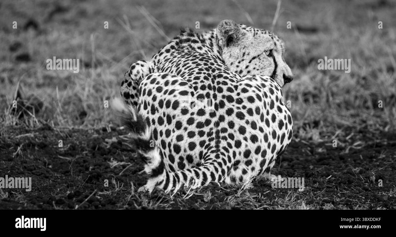 Gepard, Acinonyx jubatus, auf dem Boden liegend, Schwarzweißbild. Stockfoto