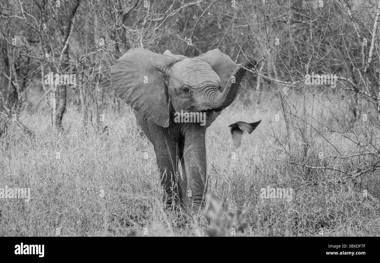 Elefantenkalb, Loxodonta africana, spazieren durch Gras, vorbeifliegende Vögel. Stockfoto