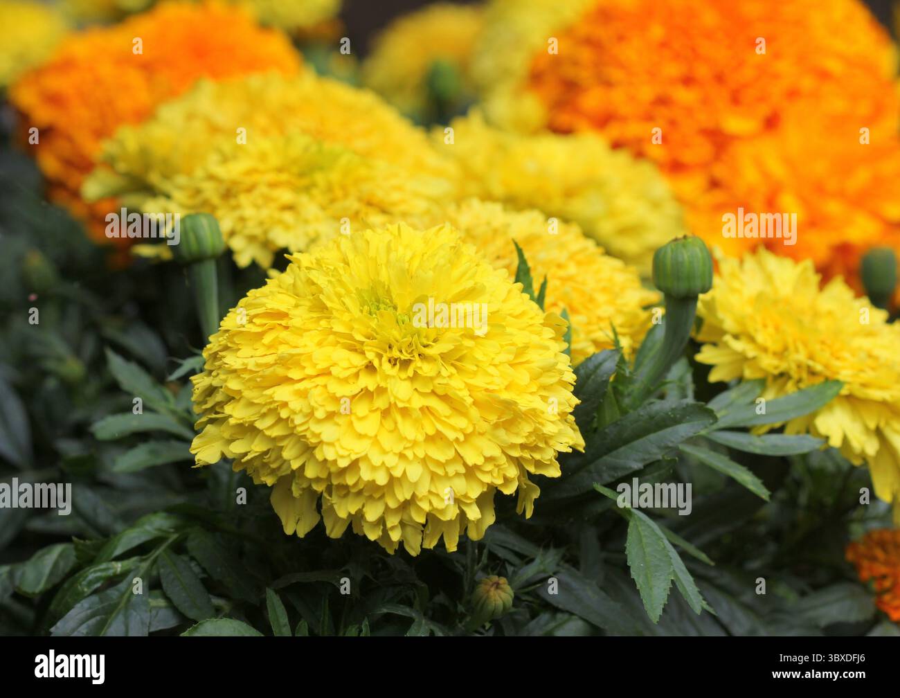 Eine Nahaufnahme der farbenfrohen afrikanischen Ringelblume, Tagetes erecta Stockfoto