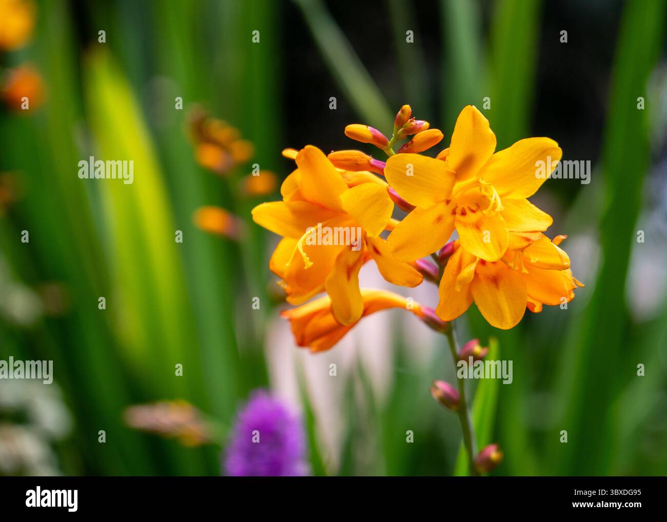 Montbretia Blumen Stockfoto
