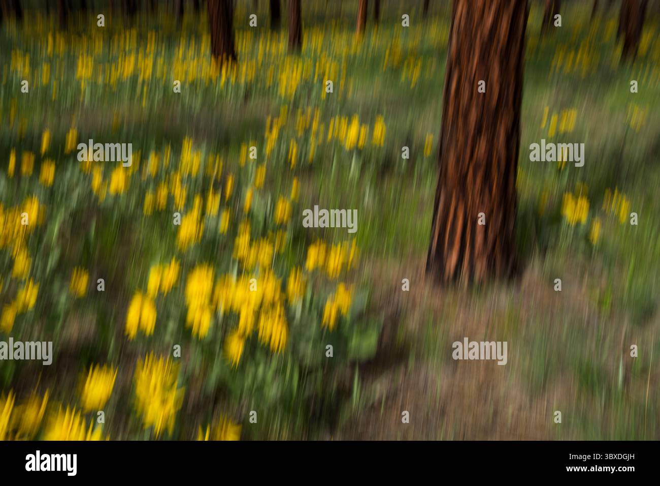 Unscharfe Bewegungsabstrakt blühender Arrowleaf Balsamroot Wildblumen und Wiesengräser im Frühling, dünner und verbrannter Ponderosa-Kiefernwald im bac Stockfoto