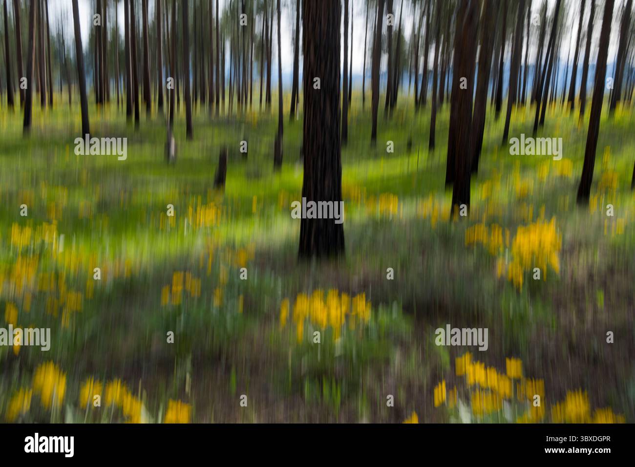 Unscharfe Bewegungsabstrakt blühender Arrowleaf Balsamroot Wildblumen und Wiesengräser im Frühling, dünner und verbrannter Ponderosa-Kiefernwald im bac Stockfoto