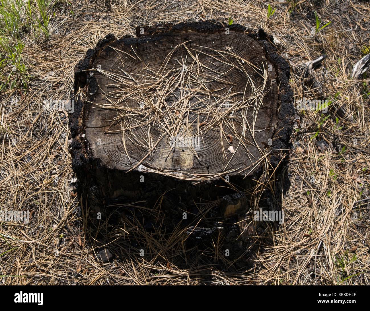 Gebrannte Ponderosa-Kiefernstumpf und Kiefernnadeln im Methow Valley in den North Cascades. Stockfoto