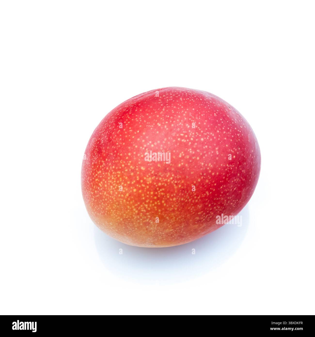 Peruanische Kent Mango isoliert auf weißem Atelierhintergrund. Stockfoto