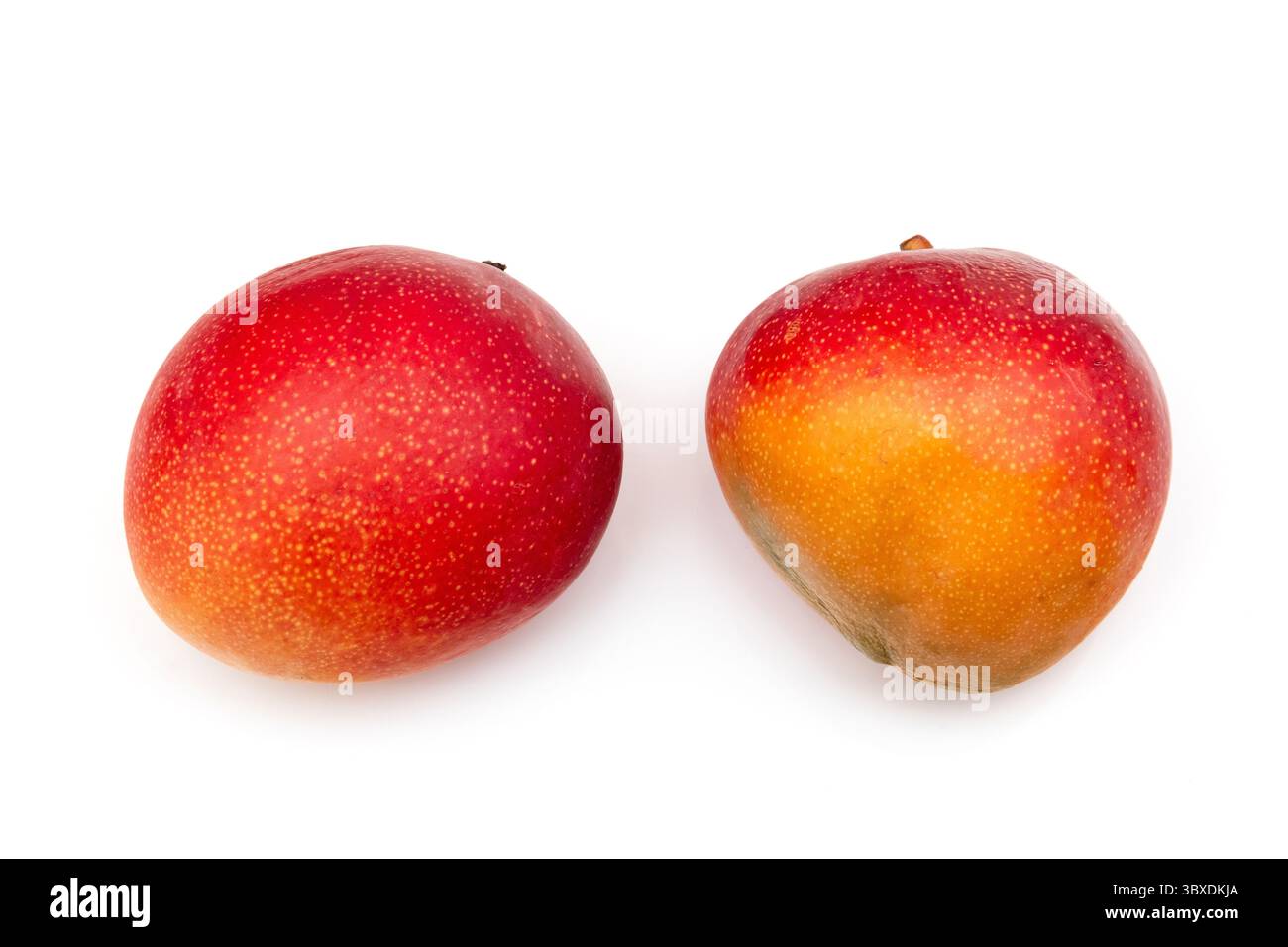 Peruanische Kent Mango isoliert auf weißem Atelierhintergrund. Stockfoto