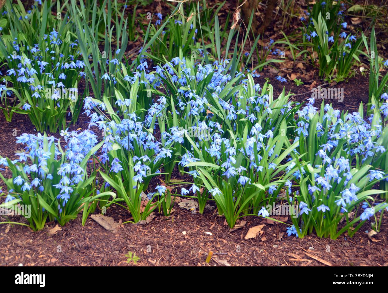 Eine Reihe von Blue Scilla Siberica „Siberian Squill“ Blumen in den Borders im RHS Garden Harlow Carr, Harrogate, England, Großbritannien. Stockfoto