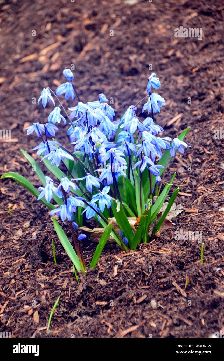Eine Reihe von Blue Scilla Siberica „Siberian Squill“ Blumen in den Borders im RHS Garden Harlow Carr, Harrogate, England, Großbritannien. Stockfoto