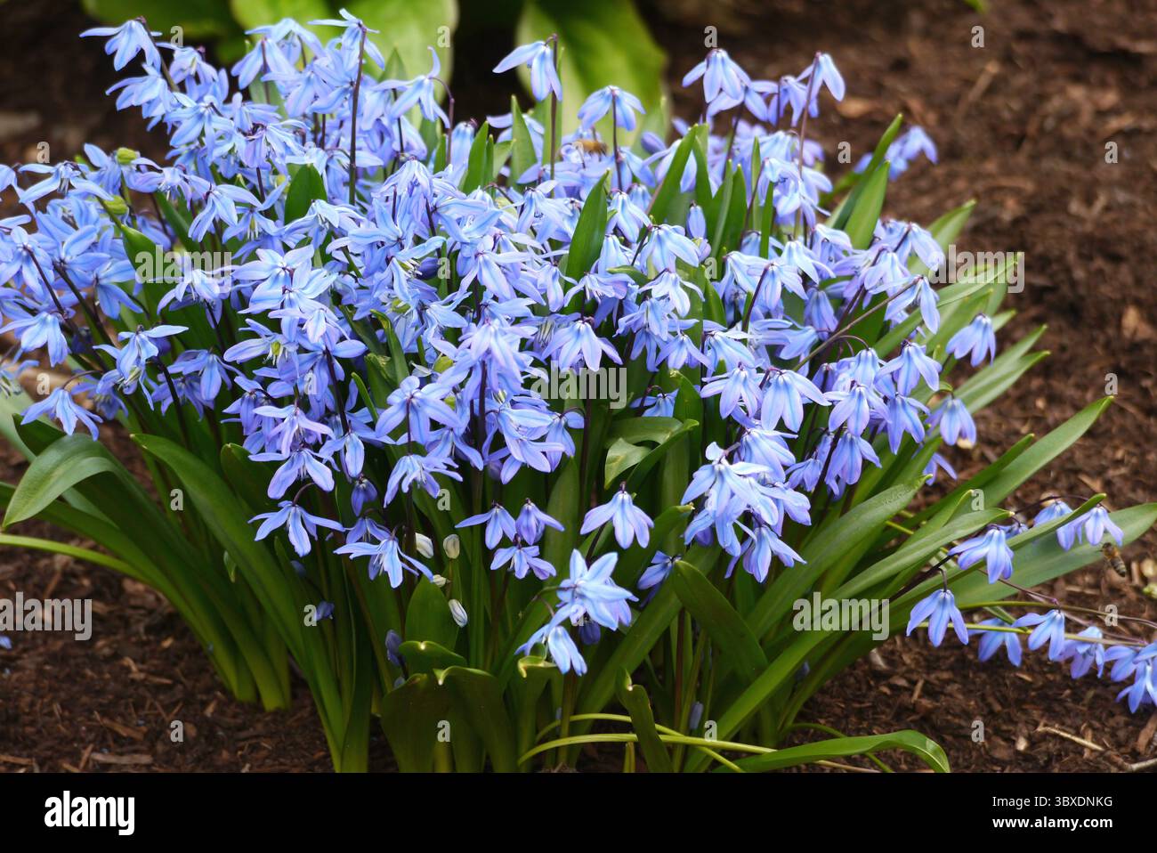 Eine Reihe von Blue Scilla Siberica „Siberian Squill“ Blumen in den Borders im RHS Garden Harlow Carr, Harrogate, England, Großbritannien. Stockfoto