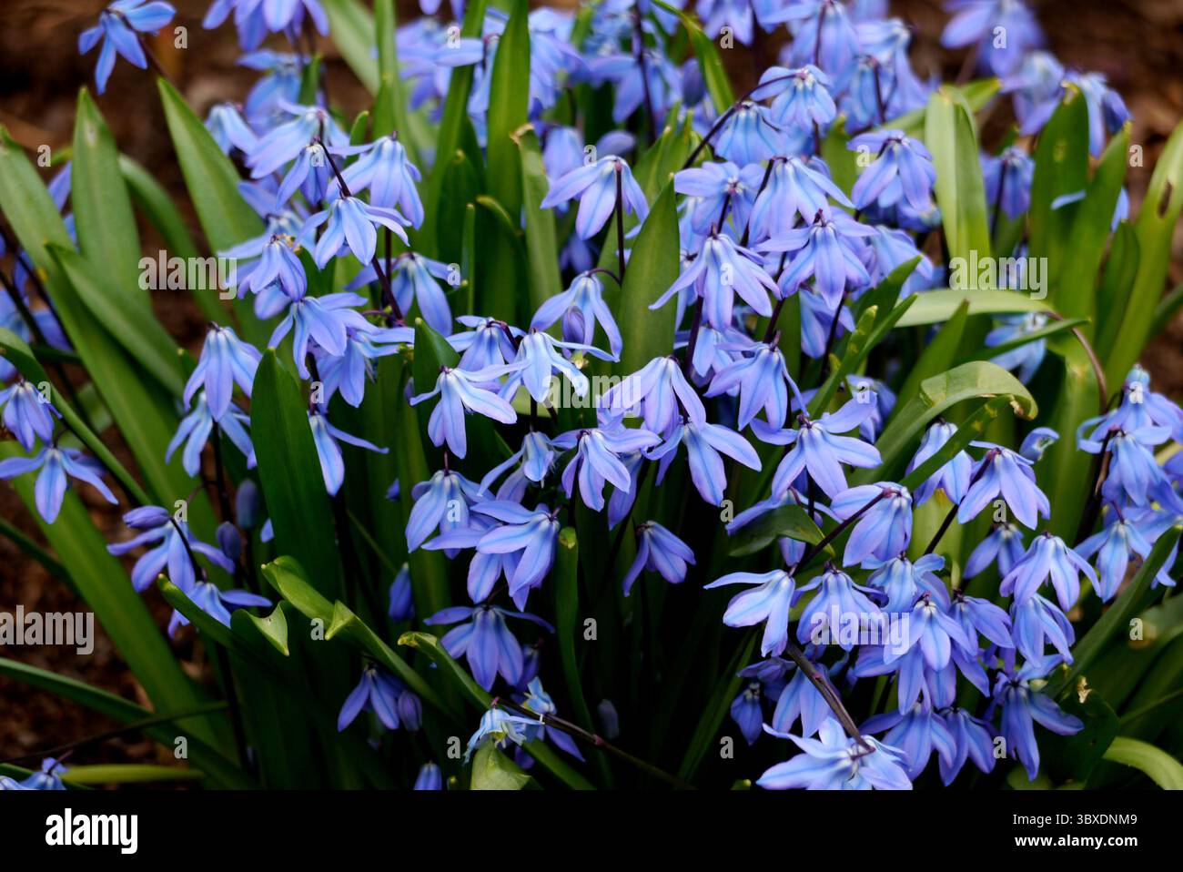 Eine Reihe von Blue Scilla Siberica „Siberian Squill“ Blumen in den Borders im RHS Garden Harlow Carr, Harrogate, England, Großbritannien. Stockfoto