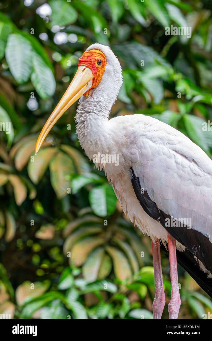 Der Gelbschnabelstorch (Mycteria ibis) ist eine große afrikanische Watstorchart aus der Familie der Ciconiidae. Stockfoto