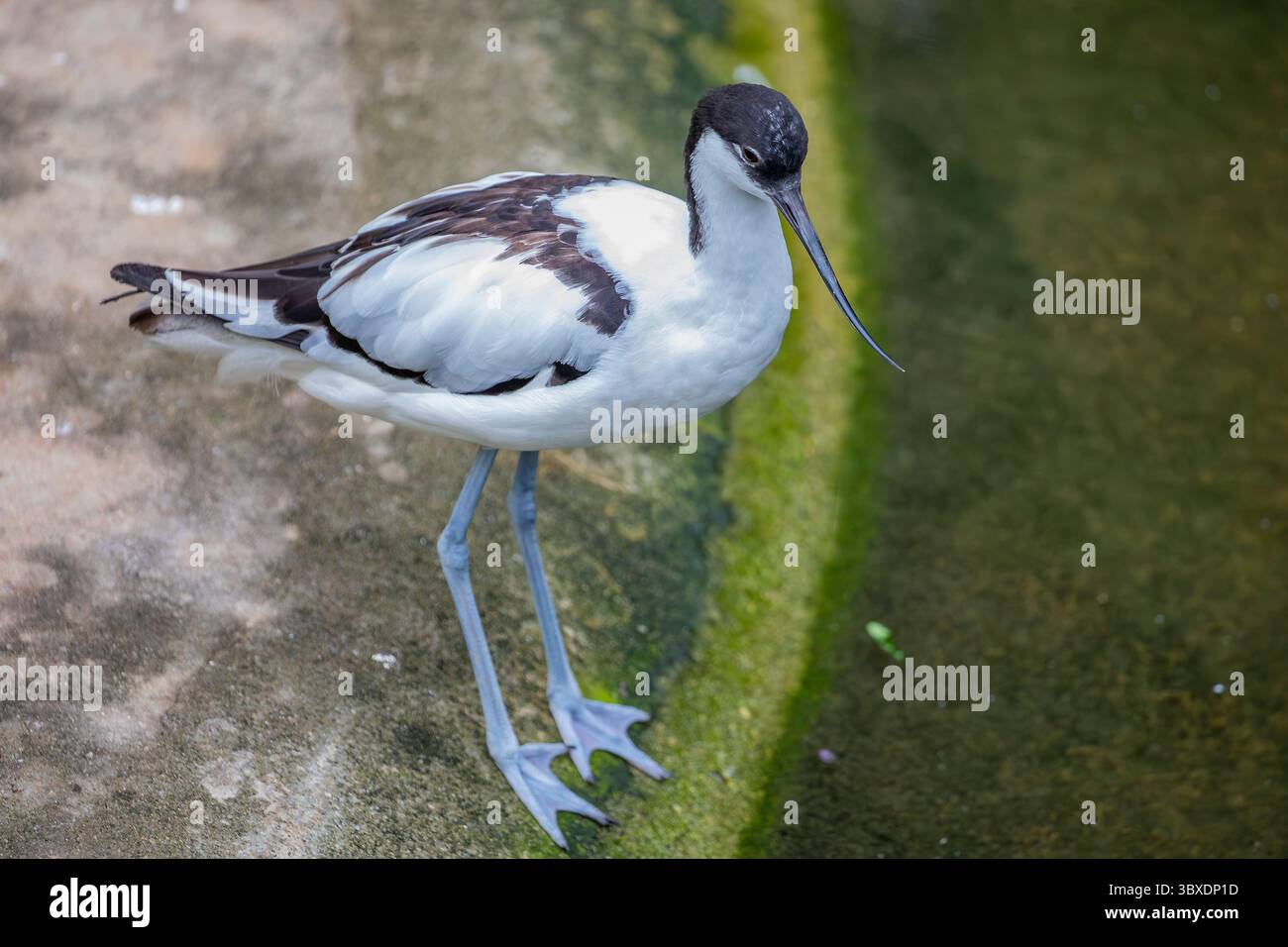 Ein Nahaufnahme-Bild des rattenavocet. Der rattenvogel (Recurvirostra avosetta) ist eine große schwarz-weiße Watvögel aus der Familie avocet und Stelzen Stockfoto