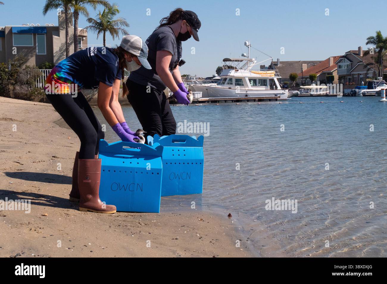 13. Oktober 2021 – Huntington Beach, Kalifornien, USA – am 13. Oktober 2021 entließen Vertreter im Seabridge Park in Huntington Beach, Kalifornien, zwei von der Ölpest betroffene Enten. Die Eared Grebe und Ruddy Duck wurden gereinigt und durchlaufen den Rehabilitationsprozess im Los Angeles Oiled Bird Care and Education Center in San Pedro. (Bild: © U.S. Coast Guard/ZUMA Press Wire Service/ZUMAPRESS.com) Stockfoto