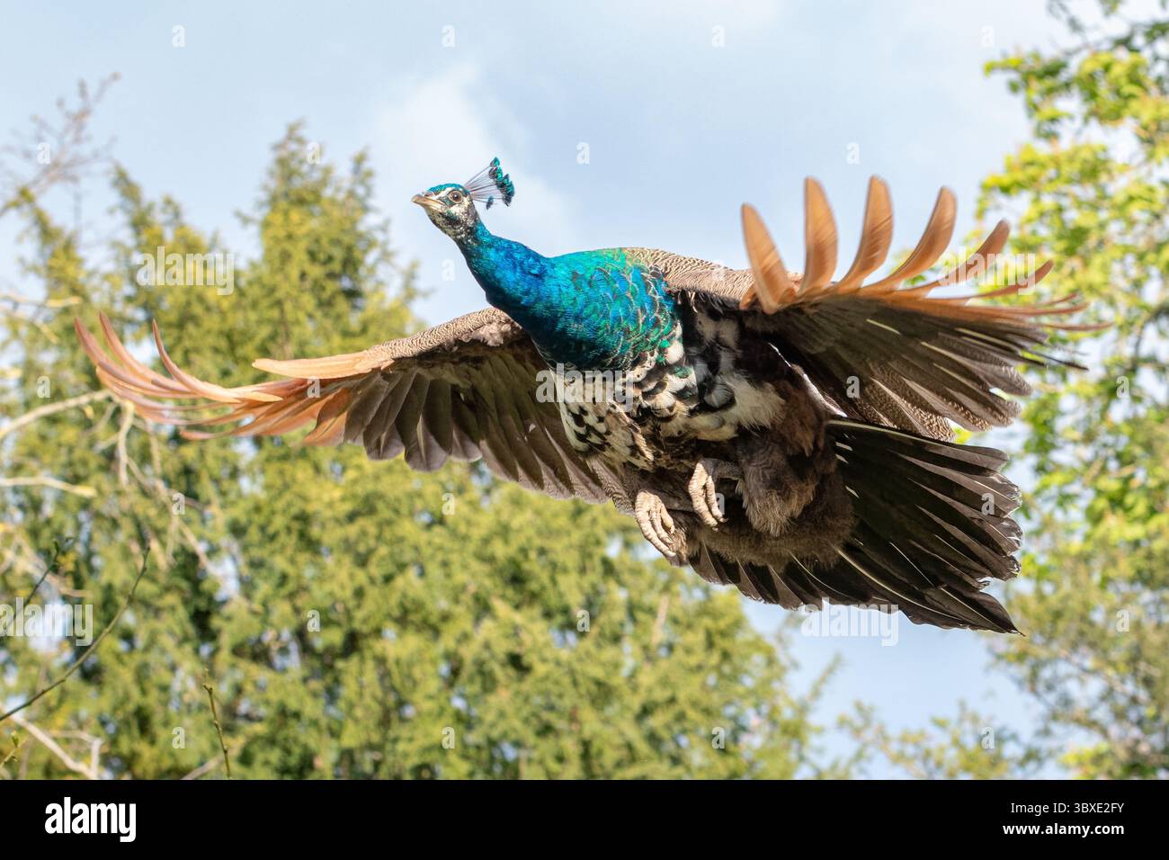 Herrlicher weiblicher Pfau mit leuchtendem blauem und grünem Gefieder, der mit vollständig ausgebreiteten Flügeln durch die Luft schwingt Stockfoto