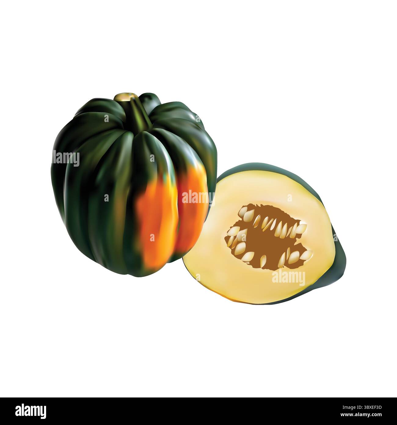 acorn Squash Illustration vektorbasierte Zeichnung Vol 01 Stock Vektor