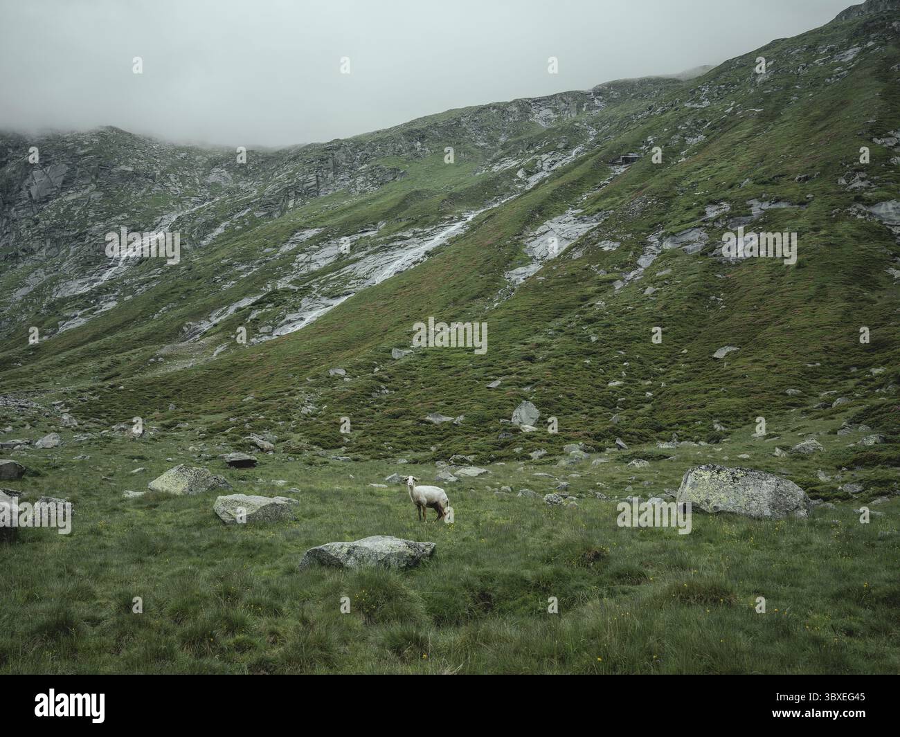 Schafe (Avis) auf einer Weide im Windbachtal, Krimmler Tauern, Pinzgau, Salzburg, Österreich Stockfoto