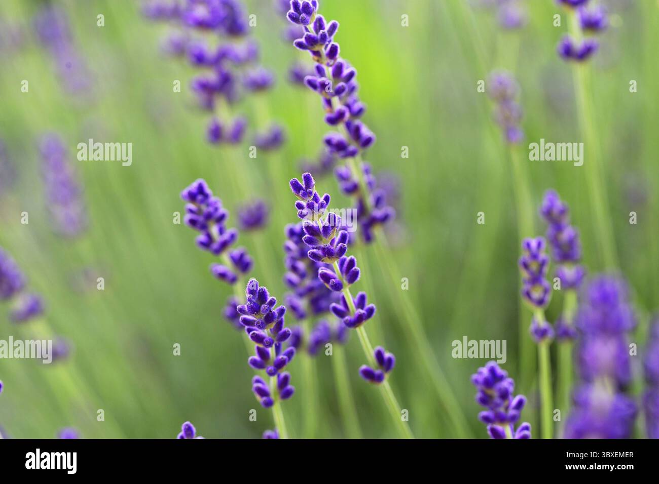 Blühender Lavendel im Garten. Lavendelfeld im Sommer. Aromatherapie. Blumenhintergrund Stockfoto