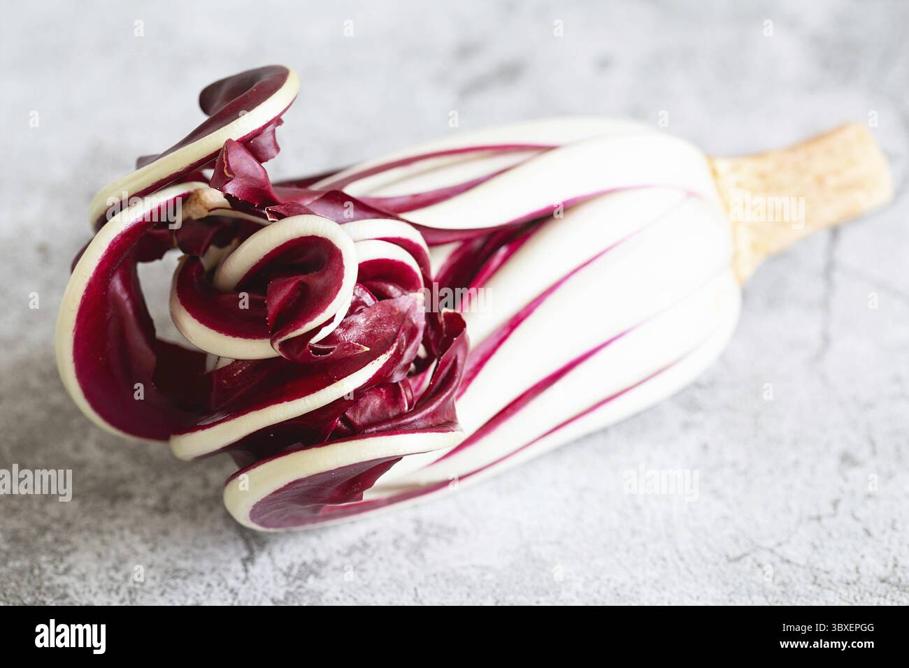 Radicchio Rosso di Treviso. Leuchtendes Rot mit einem leicht bitteren Geschmack, Radicchio Rosso di Treviso g.g.A. verwendet natürliches Quellwasser, um seine Parti herauszubringen Stockfoto