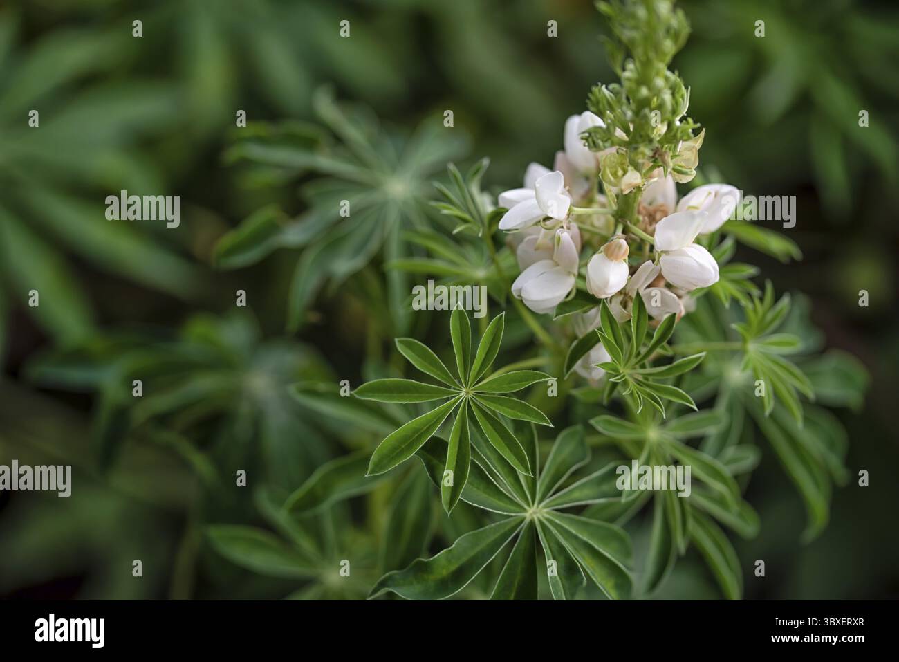 Lupinen-grüne sternförmige Blätter mit weißer Blüte Stockfoto