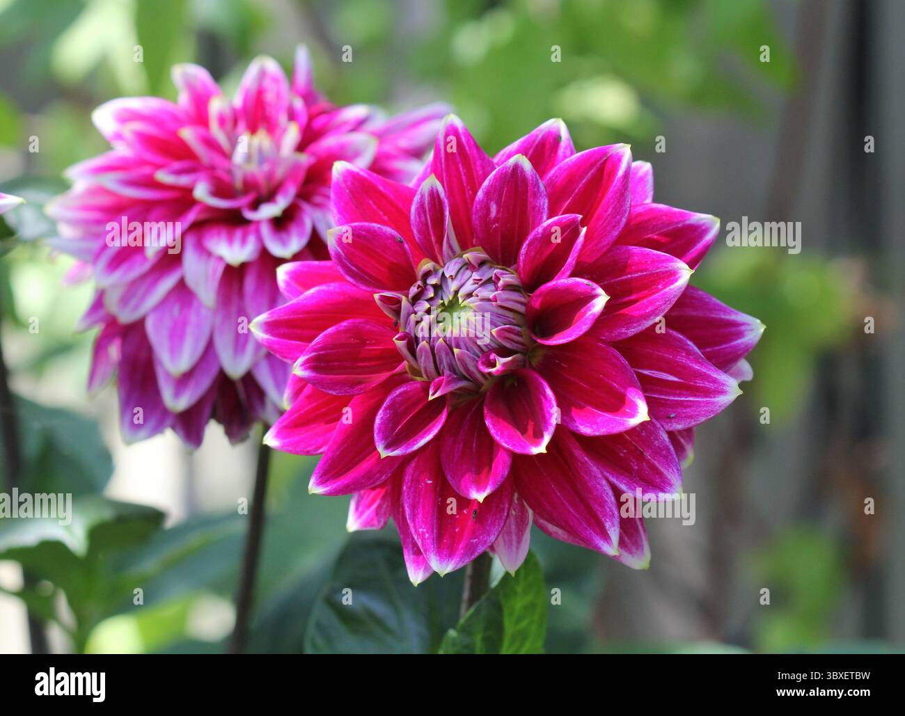 Eine Nahaufnahme von Dahlia 'Maldini' blühend im Sommer. UK. Stockfoto