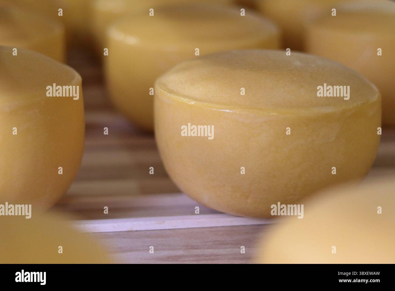 Gelbe Laibe von Hartkäse, die in einem kalten Milchkeller gelagert werden Stockfoto