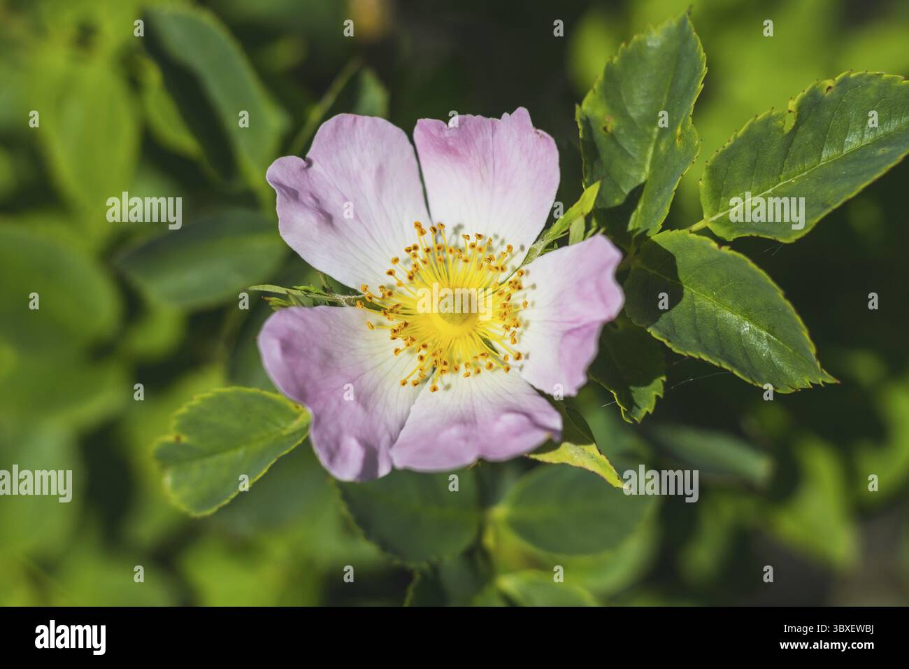 Rosa canina - Hundrose - schöne einzelne gelb-rosa Blume und grüne Blätter, Nahaufnahme Stockfoto