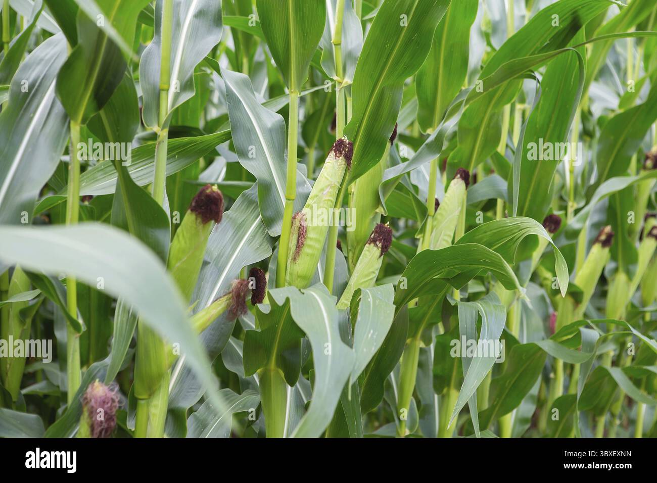 Maisstämme mit frischen, grünen Blättern, die auf landwirtschaftlichem Gebiet angebaut werden. Maiskolben auf Maisplantagen Stockfoto