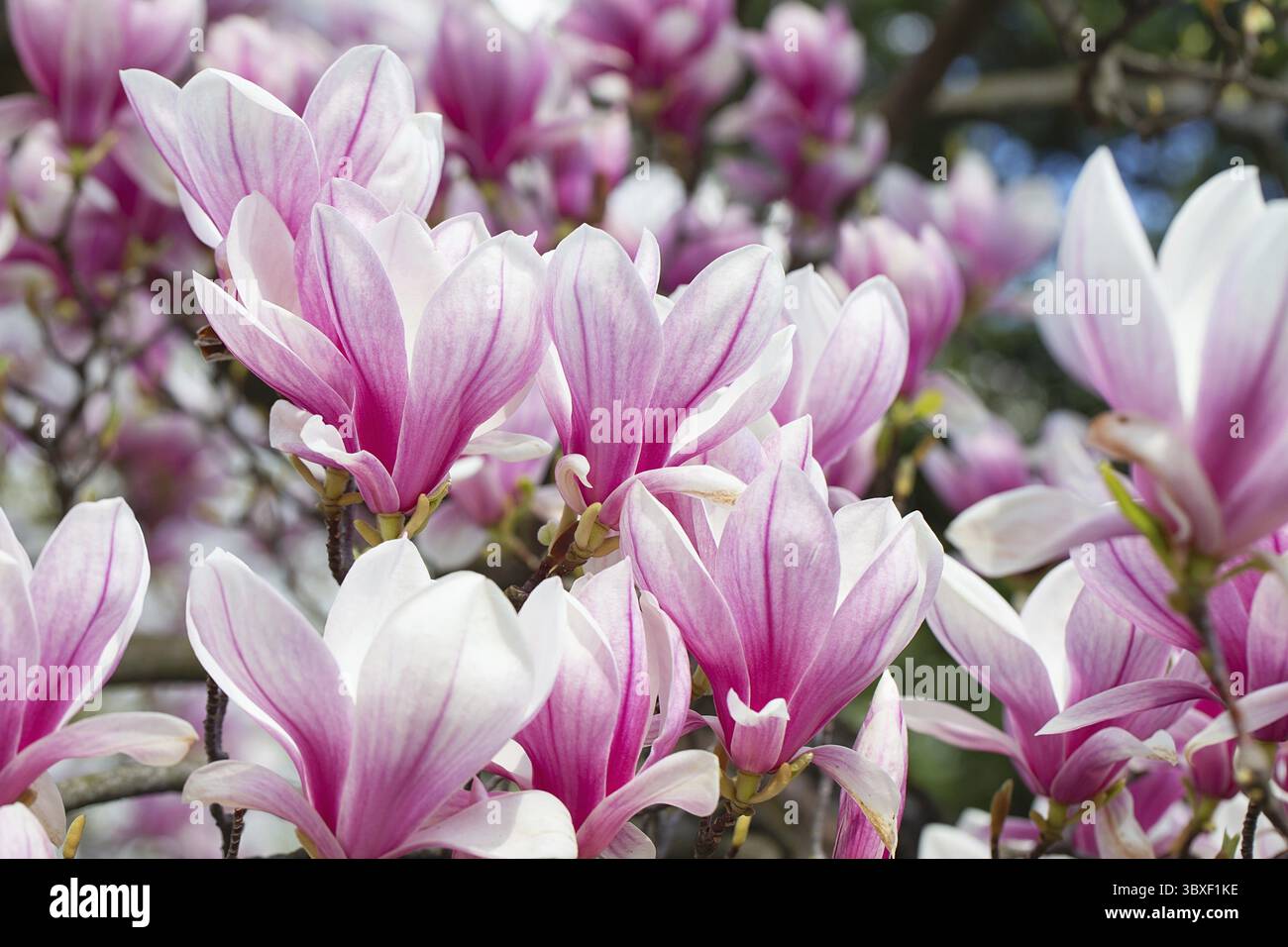 Magnolienblüte im Frühling. Zarte rosa Blüten, die im Sonnenlicht baden. Warmes aprilwetter. Blühender Magnolienbaum im Frühling, Internet-Frühling Stockfoto