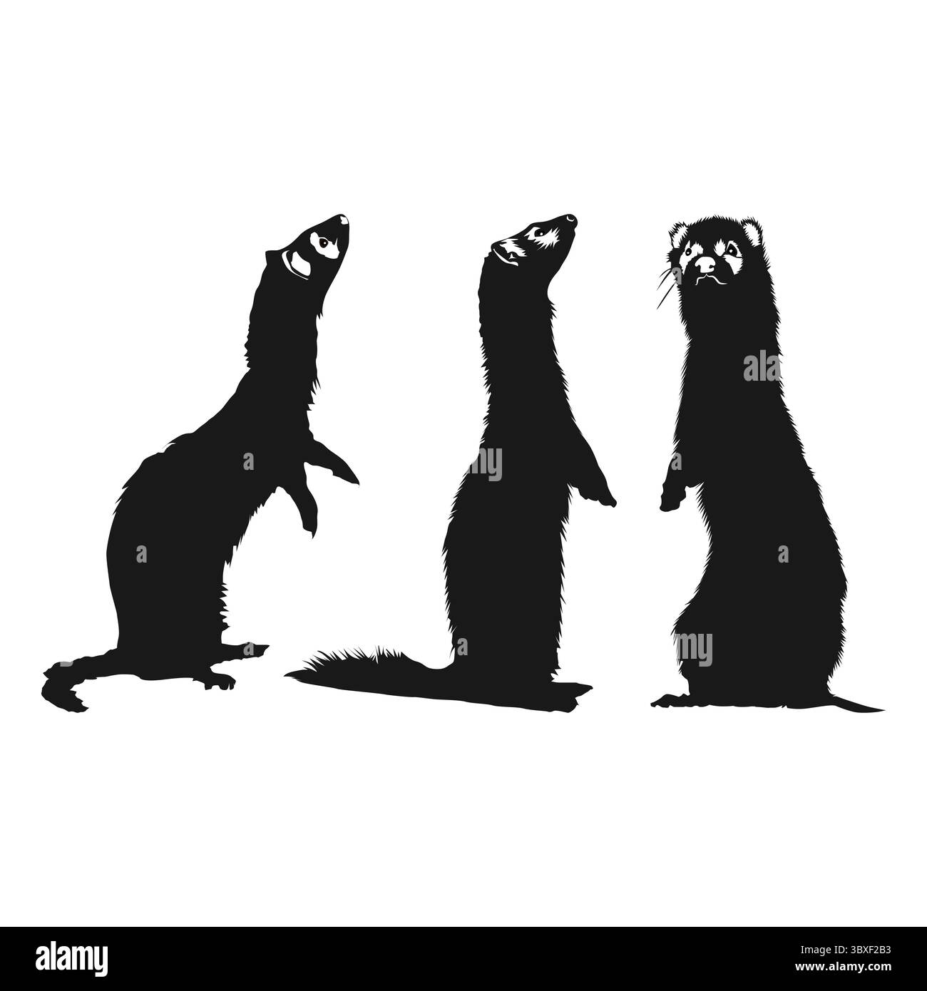 Silhouette des Frettchens mit schwarzem Fuß auf weißem Hintergrund Vol. 01 Stock Vektor