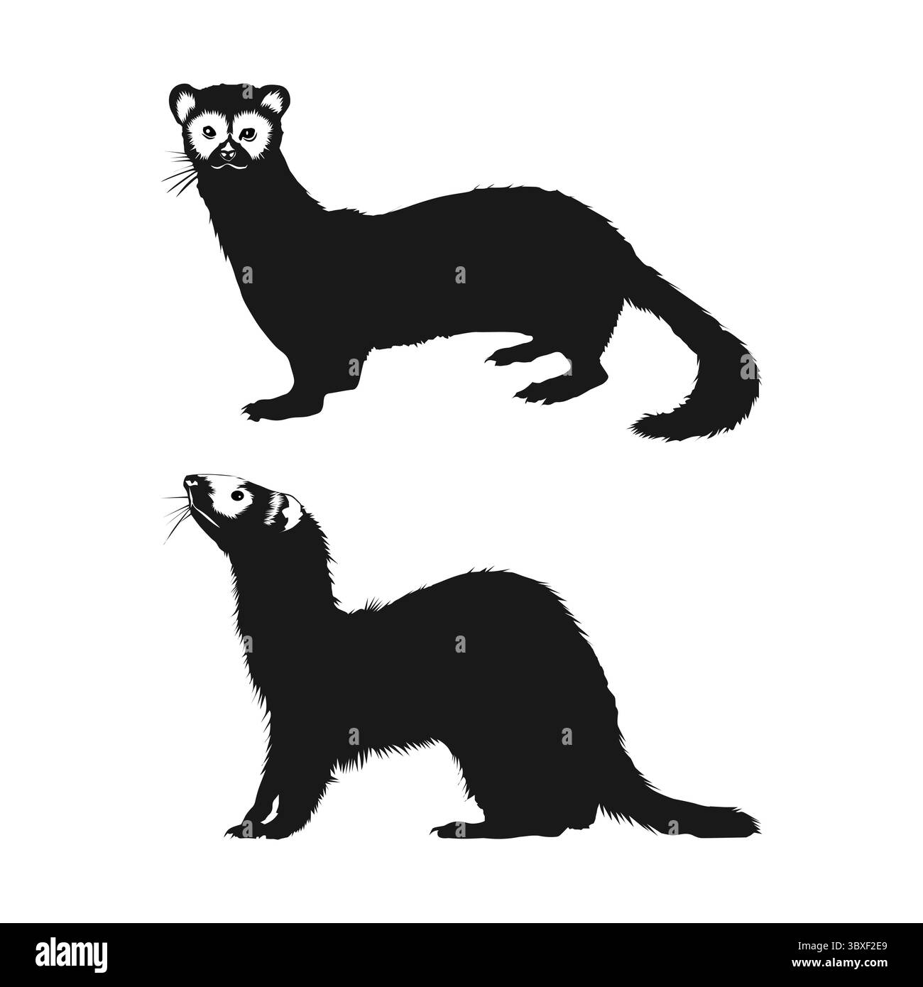 Schwarze Frettchen-Silhouette auf weißem Hintergrund, Band 02 Stock Vektor