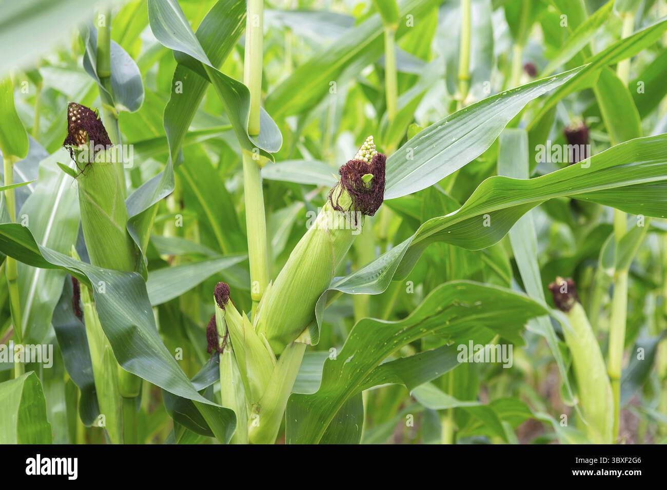 Maisstämme mit frischen, grünen Blättern, die auf landwirtschaftlichem Gebiet angebaut werden. Maiskolben auf Maisplantagen Stockfoto