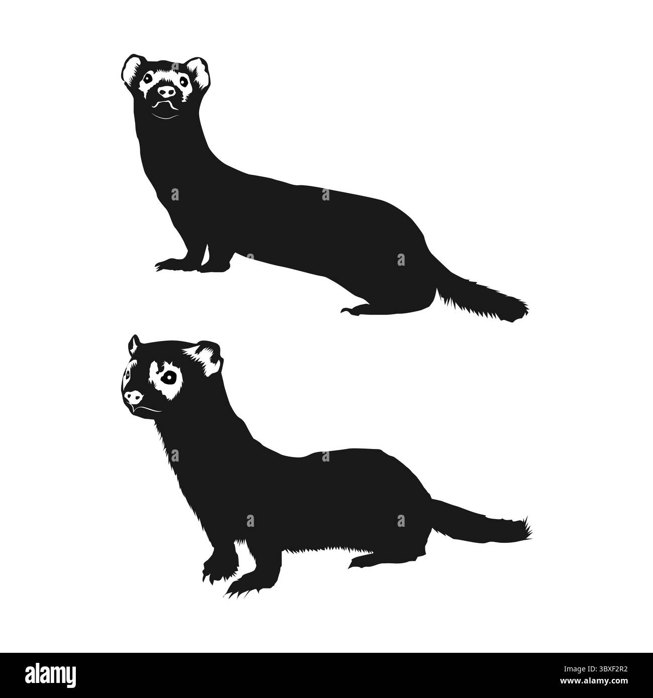 Schwarze Frettchen-Silhouette auf weißem Hintergrund Vol. 04 Stock Vektor