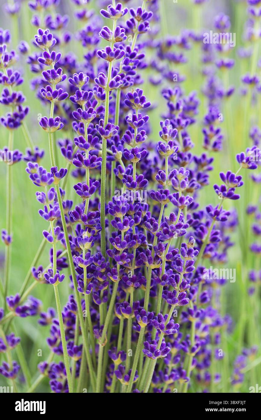 Blühender Lavendel im Garten. Lavendelfeld im Sommer. Aromatherapie. Blumenhintergrund Stockfoto