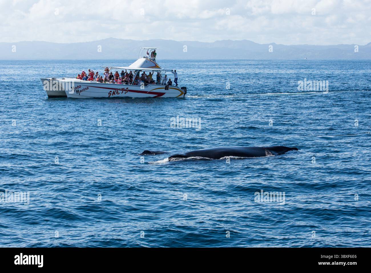 27. Februar 2016, Samana, Provinz Samana, Dominikanische Republik: Ein Mutter- und Kalbschwal in den Brutgebieten der Samana Bay, Dominikanische Republik. (Kreditbild: © Jon G. Fuller/VW Pics via ZUMA Press Wire) Stockfoto
