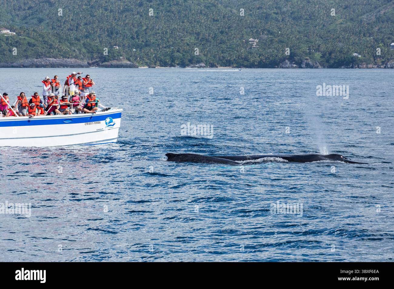 27. Februar 2016, Samana, Provinz Samana, Dominikanische Republik: Ein Mutter- und Kalbschwal in den Brutgebieten der Samana Bay, Dominikanische Republik. (Kreditbild: © Jon G. Fuller/VW Pics via ZUMA Press Wire) Stockfoto