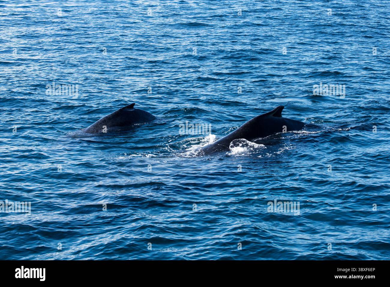27. Februar 2016, Samana, Provinz Samana, Dominikanische Republik: Ein Mutter- und Kalbschwal in den Brutgebieten der Samana Bay, Dominikanische Republik. (Kreditbild: © Jon G. Fuller/VW Pics via ZUMA Press Wire) Stockfoto
