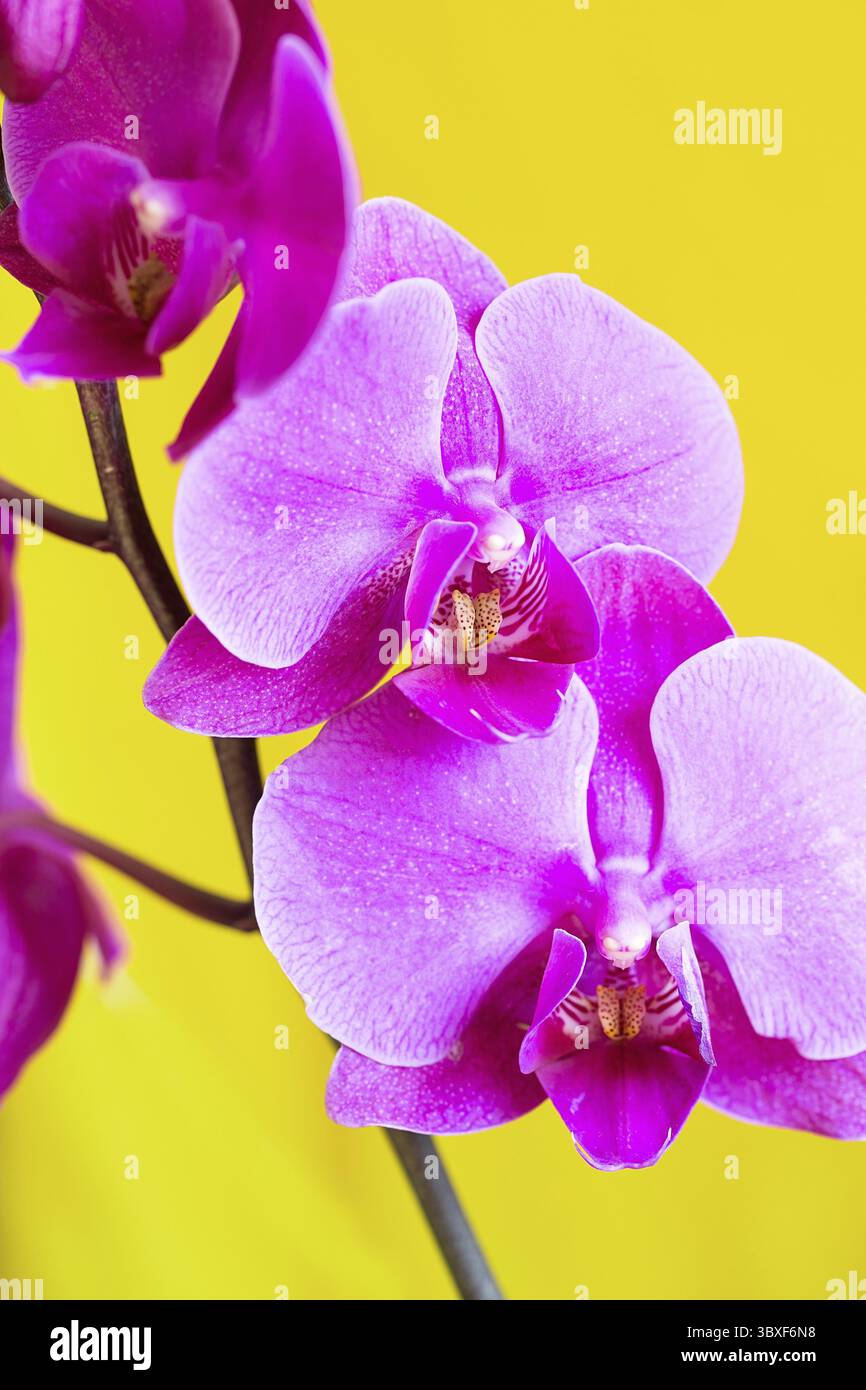 Purpurne Orchideenblüte phalaenopsis, phalaenopsis oder falah auf gelbem Hintergrund. Schmetterlingsorchideen. Violette Orchidee blüht und blüht. Pink Phalaenop Stockfoto