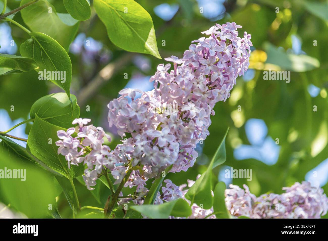 Syringa – hellviolett blühende Fliederblüten auf Busch mit grünen Blättern Stockfoto