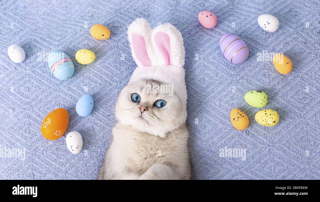 Niedliche weiße Katze im Hut mit Hasenohren liegen auf Bett mit bunten Eiern auf blauem Hintergrund. Draufsicht. Kopierbereich Stockfoto