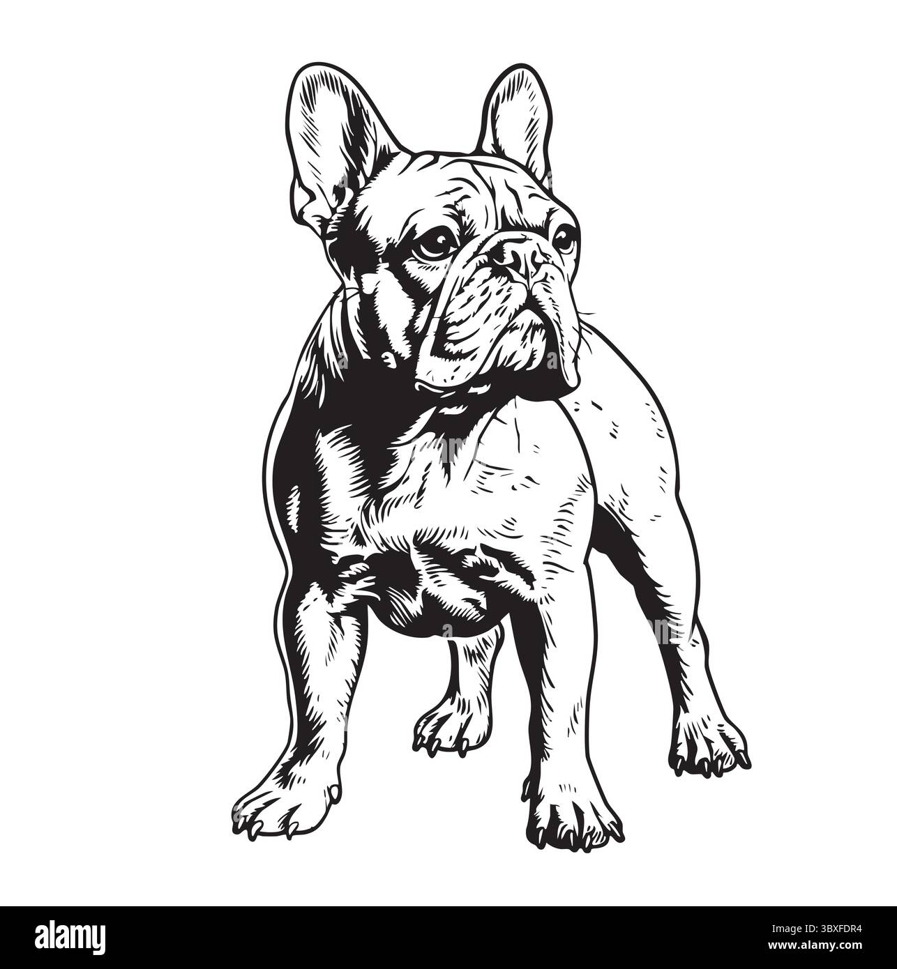 Französisches Bulldog-Hundegesicht. Vektorabbildung. Stock Vektor