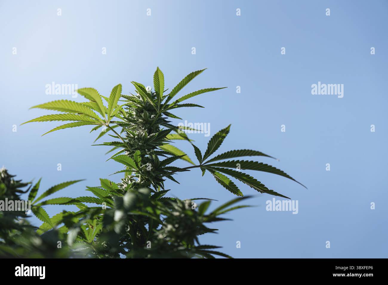 Eine blühende Cannabispflanze, die sich nach oben in Richtung blauer Himmel erstreckt und ihre lebendigen grünen Blätter und ihr gesundes Wachstum zeigt, was ihre natürliche Umgebung unterstreicht Stockfoto
