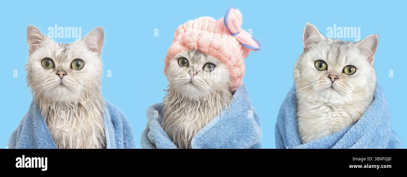 Ein breites Banner von drei lustigen feuchten, weißen britischen Katzen: Nach dem Baden, in ein blaues Handtuch gewickelt, in eine rosa Kappe auf dem Kopf und eine trockene Katze in einem blauen Handtuch, Stockfoto