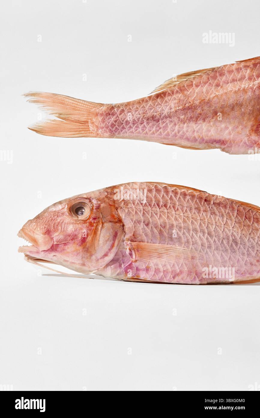Beschnittener Schuss von Kopf und Schwanz mit rosa Schuppen aus luftgetrocknetem gesalzenem Surmullet auf weißem Hintergrund Stockfoto