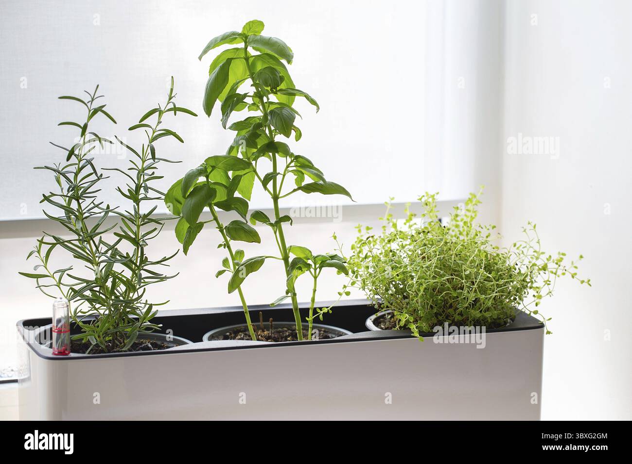 Grüner Thymian in einem weißen Würfeltopf. Eine eingetopfte Thymianpflanze. Kräuterpflanzen in der Küche. Gemischte grüne frische aromatische Kräuter - Thymian, Basilikum, Rosmarin in Töpfen. Aromati Stockfoto