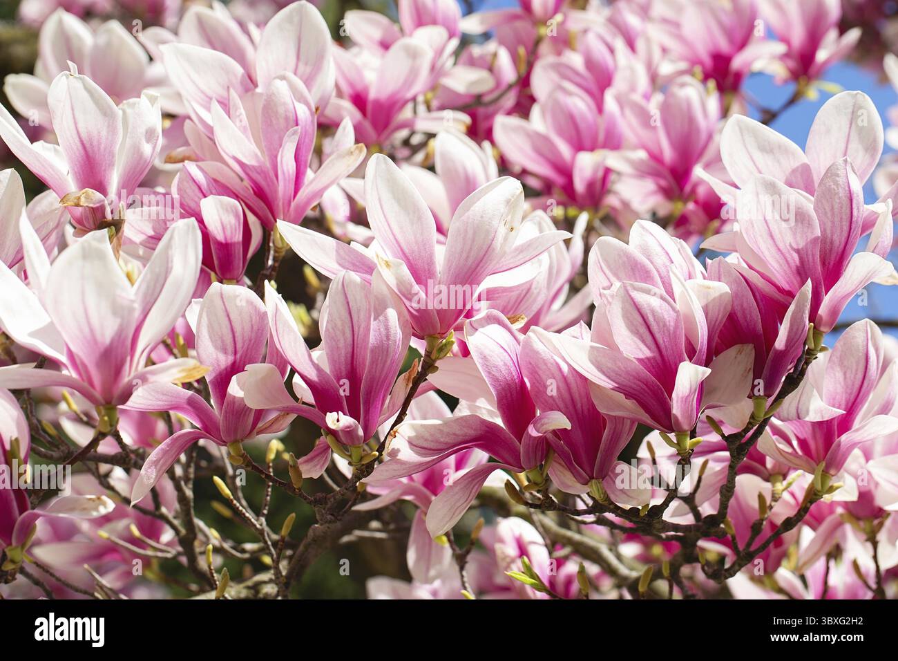 Magnolienblüte im Frühling. Zarte rosa Blüten, die im Sonnenlicht baden. Warmes aprilwetter. Blühender Magnolienbaum im Frühling, Internet-Frühling Stockfoto