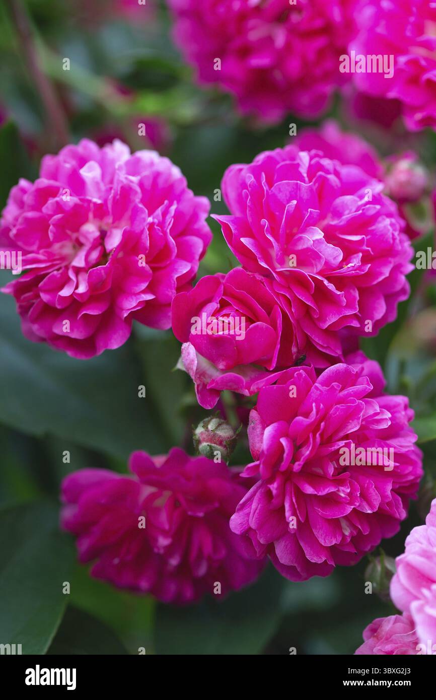 Rosenbusch. Rosa Rosen im Garten. Rote Rosensträucher im Park. Zarte Blüten. Eine Hecke aus Rosenbüschen. Natürlicher floraler Hintergrund Stockfoto