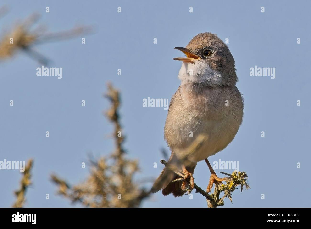 Whitethroat oder Greater Whitethroat (Curruca communis) ein singender männlicher Mann, Cornwall, England, Großbritannien. Stockfoto