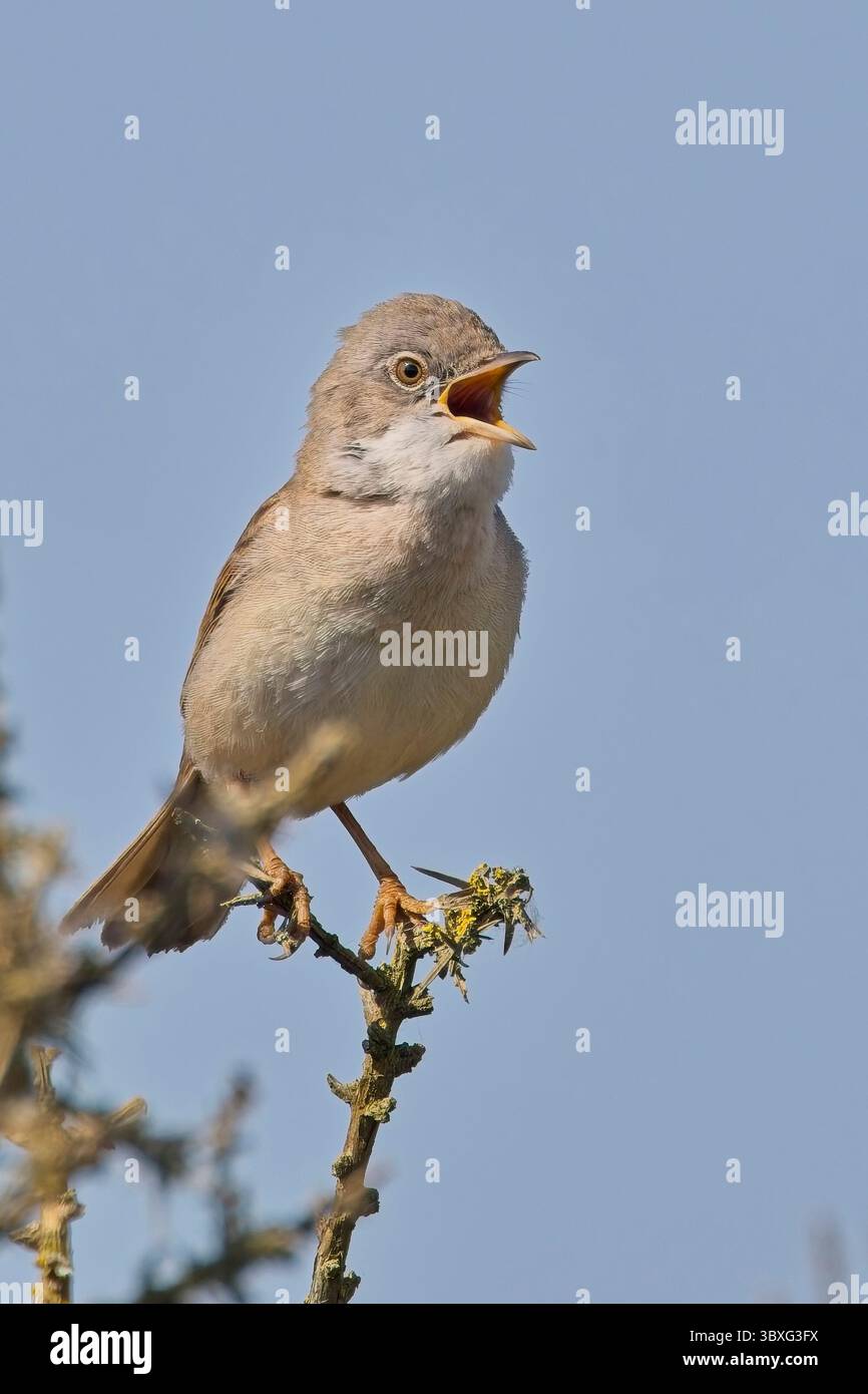Whitethroat oder Greater Whitethroat (Curruca communis) ein singender männlicher Mann, Cornwall, England, Großbritannien. Stockfoto