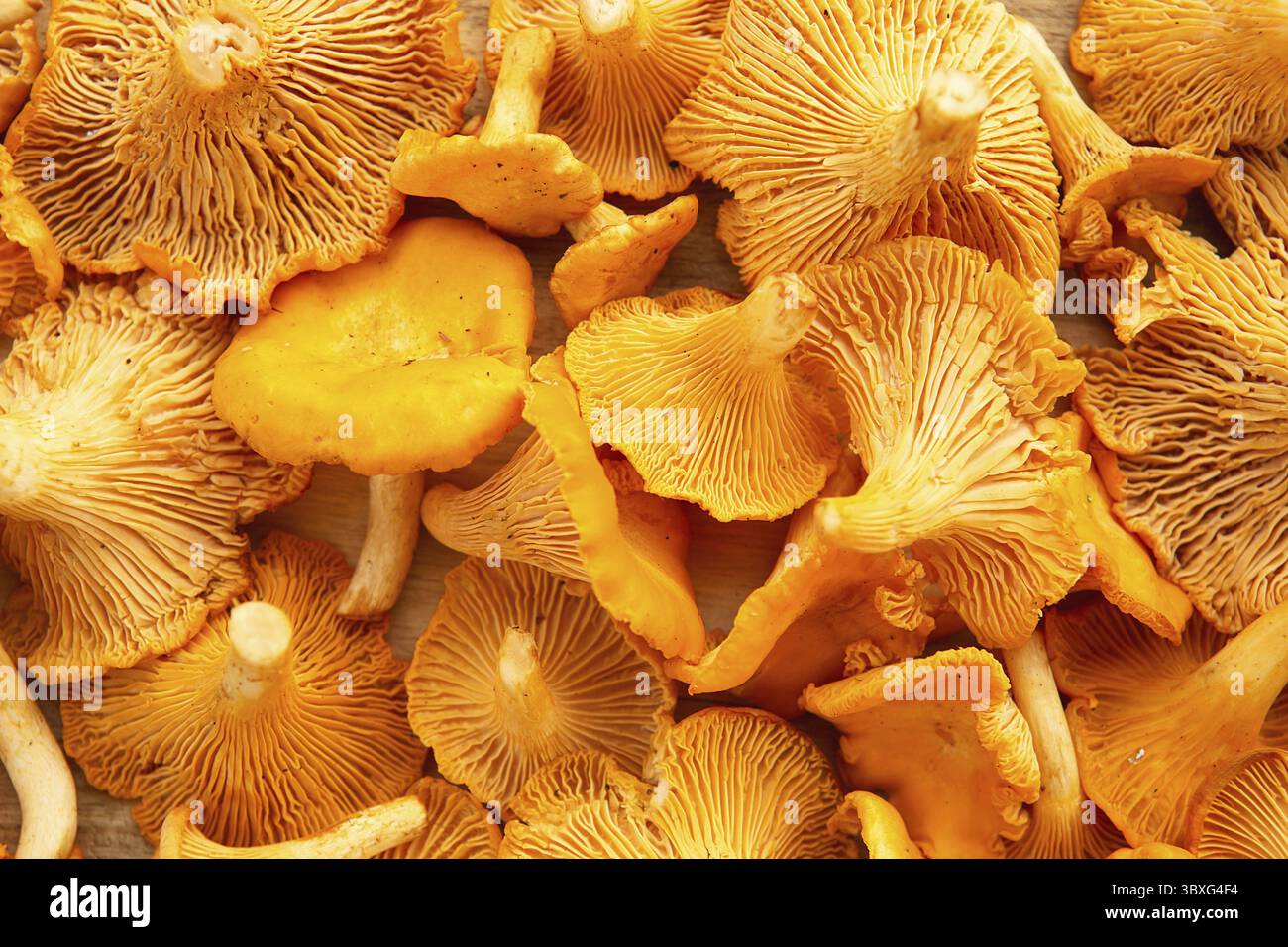 Frisch geernteter gelber Pfifferling. Pfifferling- oder Girolle-Pilze. Nahaufnahme frischer Speisepilze. Waldorangenpilze Stockfoto