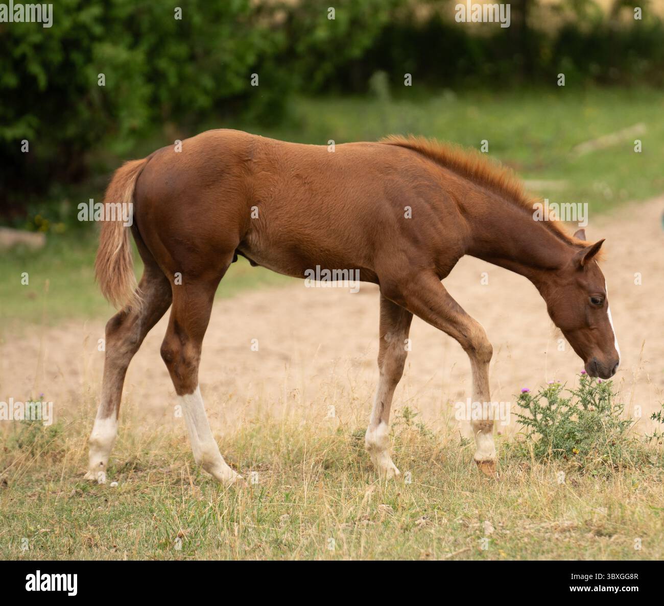 Kastanienfohlen Hengst Babypferd, das auf dem Feld im Paddock oder auf dem Hof einer Hobbyfarm läuft niedliches Fohlen oder Babypferd mit weißen Socken horizontales Pferdebild Stockfoto