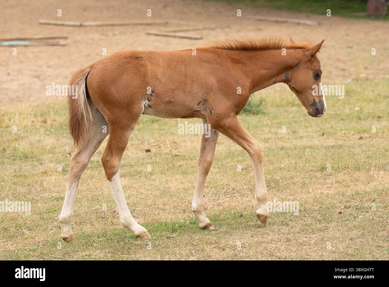 Kastanienfohlen Hengst Babypferd, das auf dem Feld im Paddock oder auf dem Hof einer Hobbyfarm läuft niedliches Fohlen oder Babypferd mit weißen Socken horizontales Pferdebild Stockfoto